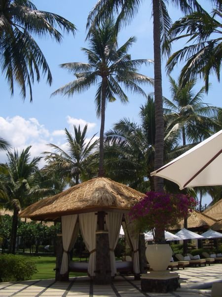 I just love the coconut trees