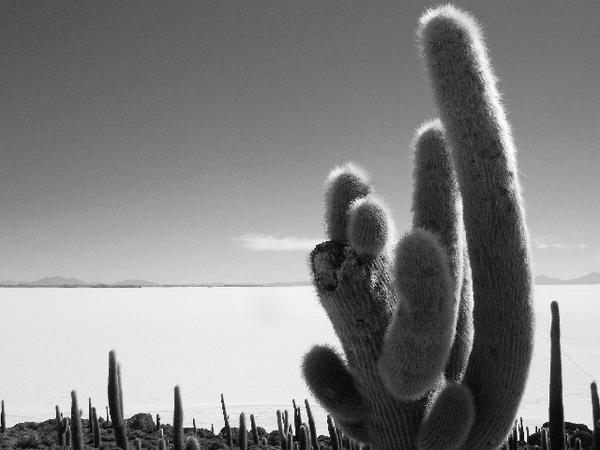 Giant cacti on Isla de Pescado