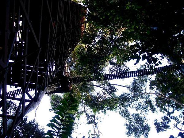 This is the tree canopy we walked over