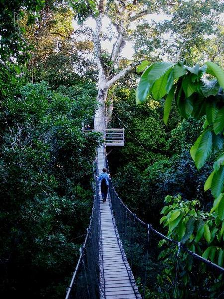 Denise crossing the tree canopy