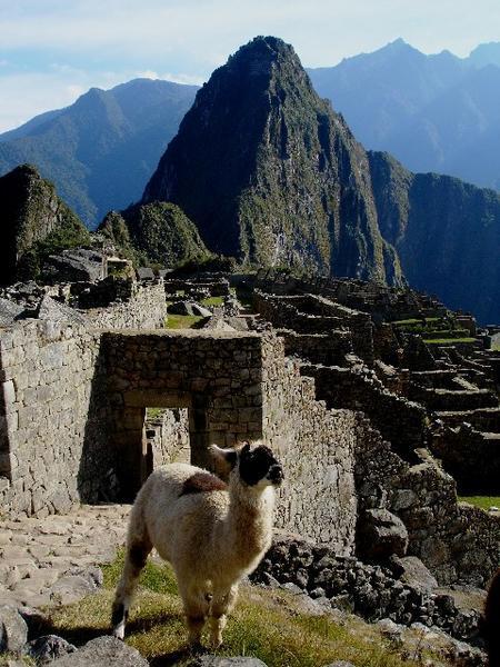 Llama proudly guards the entrance to Machu Picchu