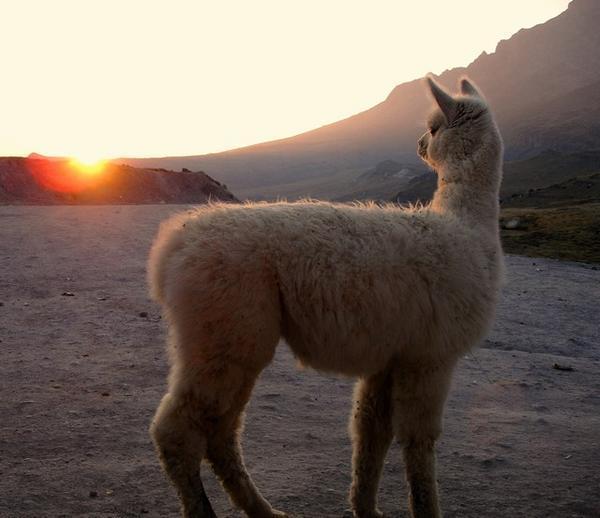 Baby llama watching sunset