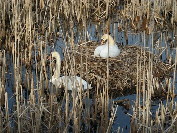 Swans nesting, Auchlochan