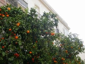 Orange trees in Cadiz