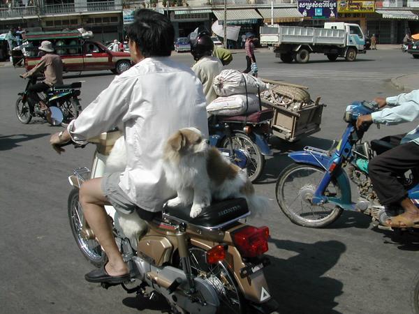 Taking the dog a walk, Cambodian style!