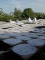 Rice paper drying in a cemetry.