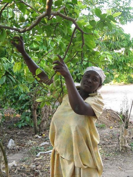 Ugandan woman picking fruit