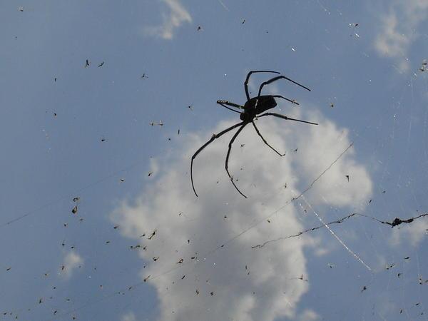 Giant spider at the Source of the Nile