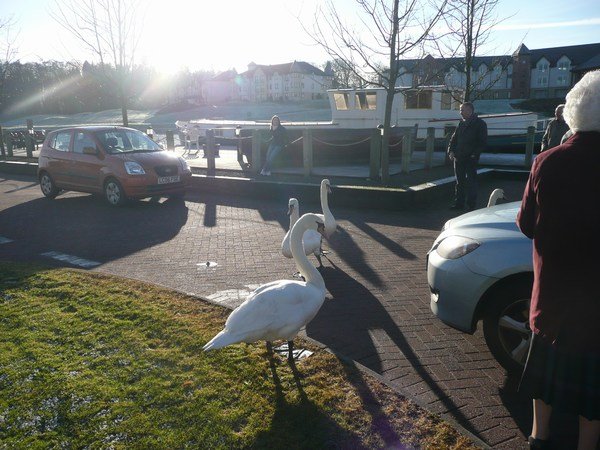 Swan traffic jam at Auchlochan