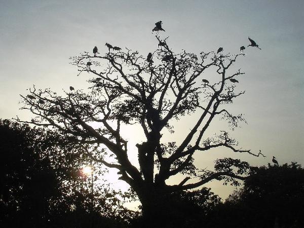 Storks in the trees