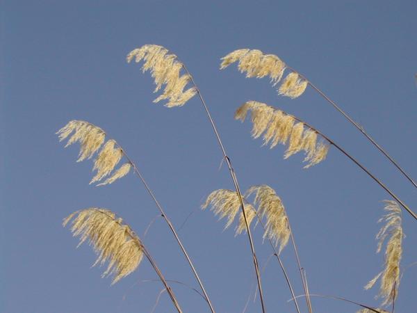 Grasses at Lake Waikaremoana