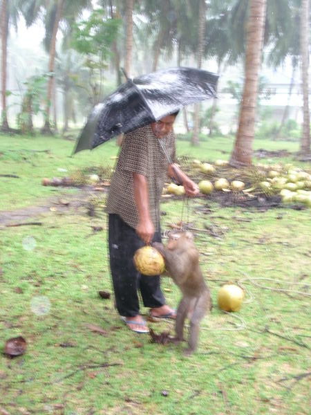 Coconut monkey