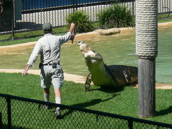 Crocs at Australia Zoo