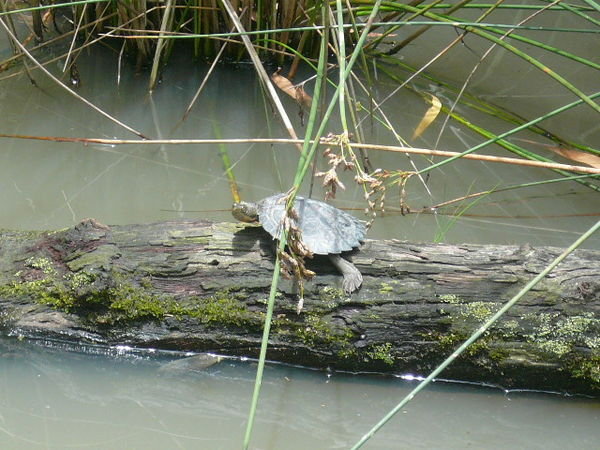 Little turtle!