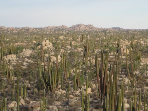 Desert and Cacti