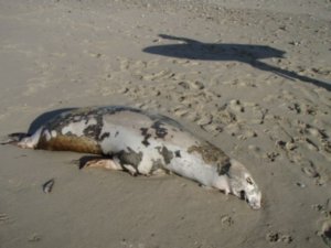 Dead Elephant Seal