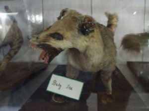 Cute baby fox in Srinigar Museum