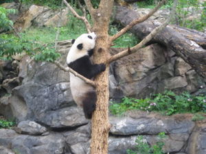 Panda Baby Climbs Tree A Bit More!