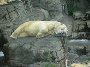 Mr Polar Bear