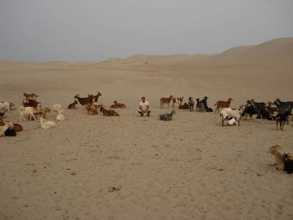 Lots of Goats in the Sand Dunes