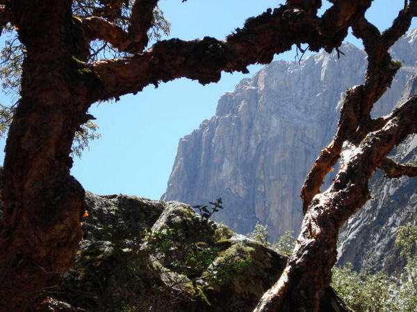 Polylepis Tree in Huascaran National Park