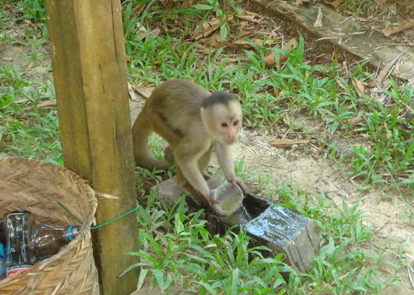 Monkey Washing Dishes