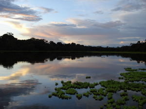 Lagoon Evening Scene in the Amazon