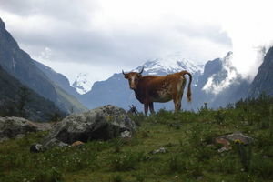 Cow and the Cordillera Blanca!