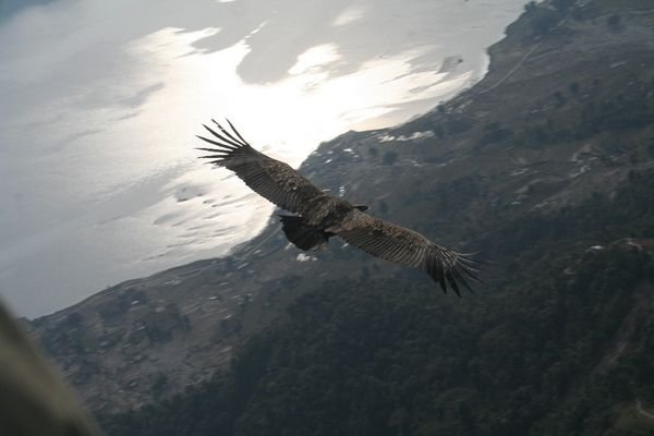 Flying with the Eagles
