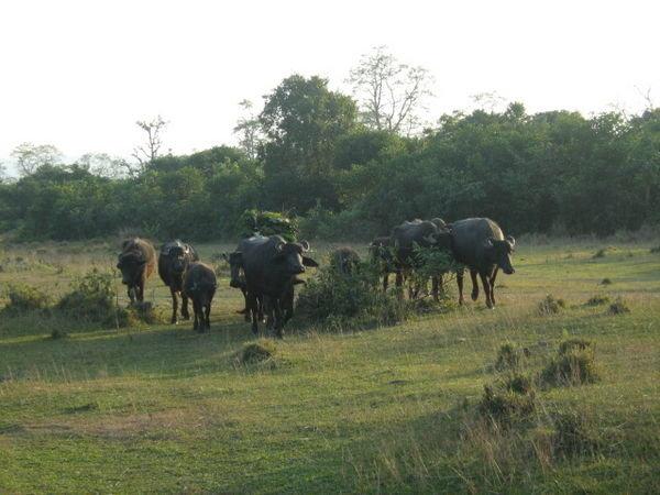 Chitwan