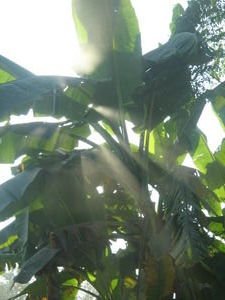 Banana Tree, Dust & Light