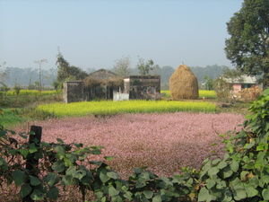 Chitwan Landscape