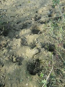 The tracks of a baby Rhino