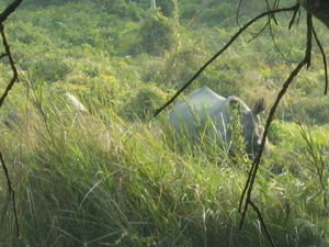 Mom Rhino Checking us out