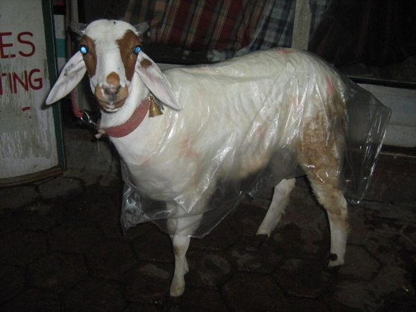Goat in a raincoat