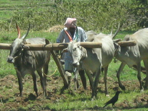 Rural Karnataka 