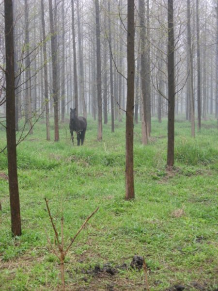 A lone horse in the forest...
