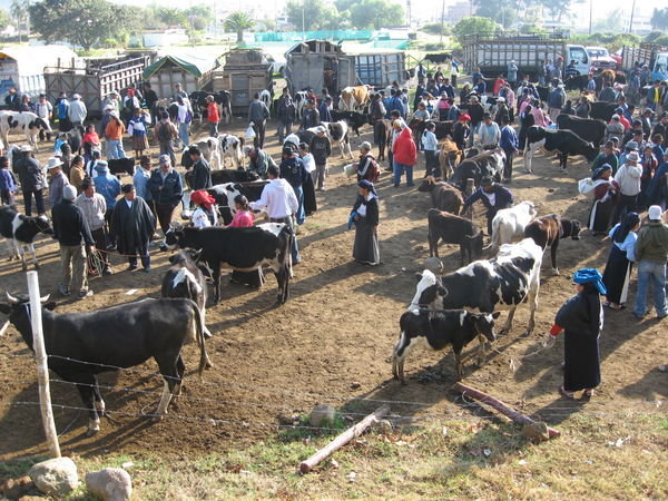 The animal market in Otavalo