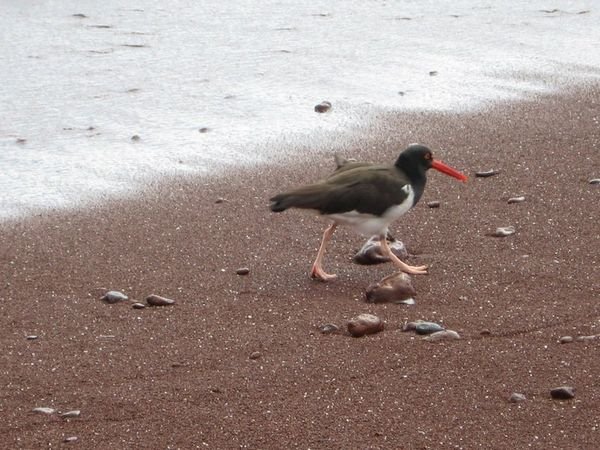 American oyster catcher