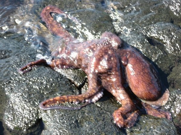 the Octopus again