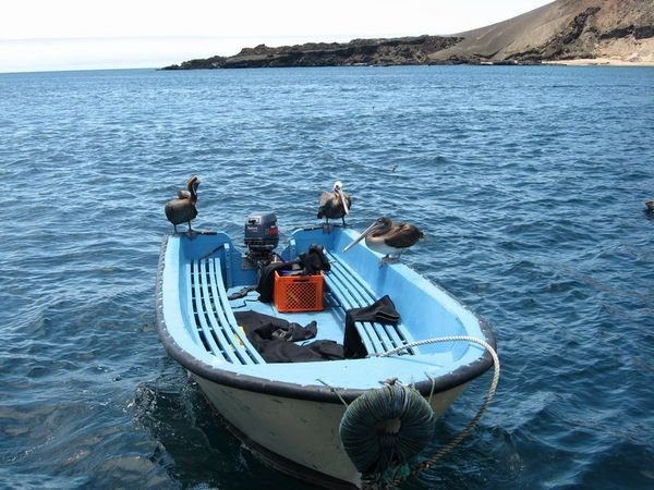 Pelicans on our small boat