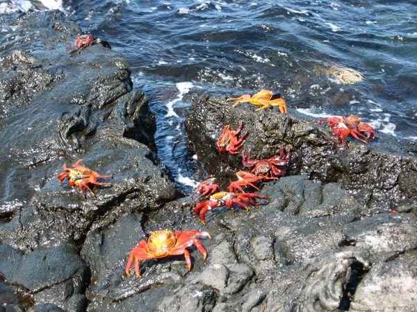 many colorful crabs