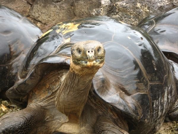 one last giant tortoise