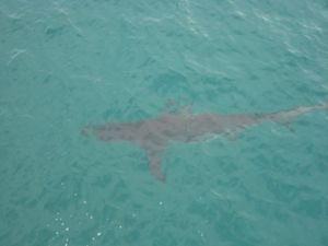 another shot of a shark