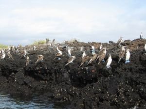 a blue footed boobie colony
