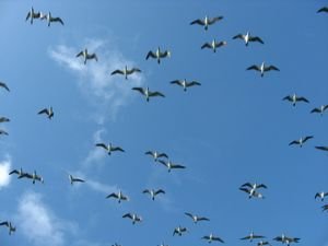 blue footed boobies in the sky