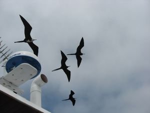 frigate birds above the boat