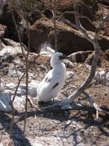 a blue footed boobie chick
