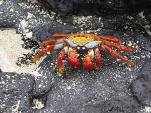 a close look at a crab