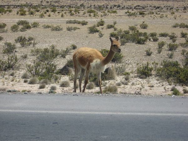 A lost vicuña on the way to Chivay